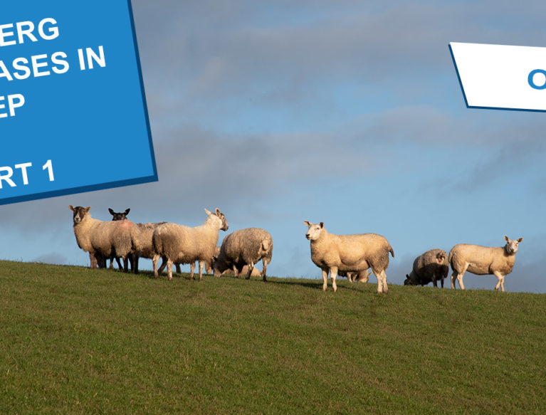 A group of sheep gathered at the top of a hill