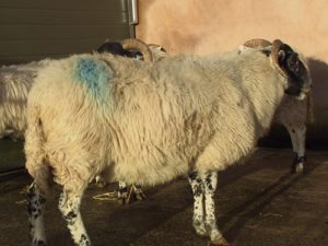 Blackface ewe with Johne's Disease