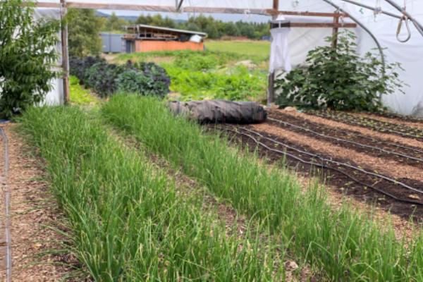 Horticulture and Polyunit Growing