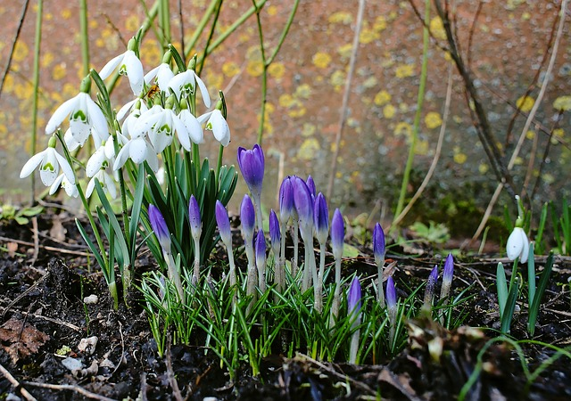 Snowdrops in bloom and crocus flowers just beginning to burst situated next to a lichen covered wall.