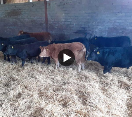 Cattle indoors with a straw floor.