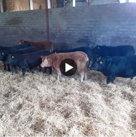 Cattle indoors with a straw floor.