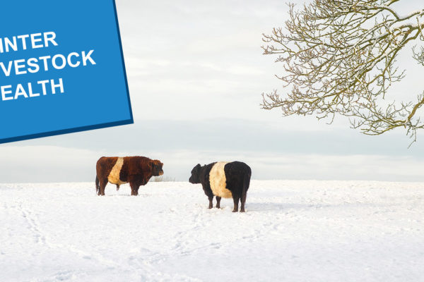 Two belted galloways in a snowy field