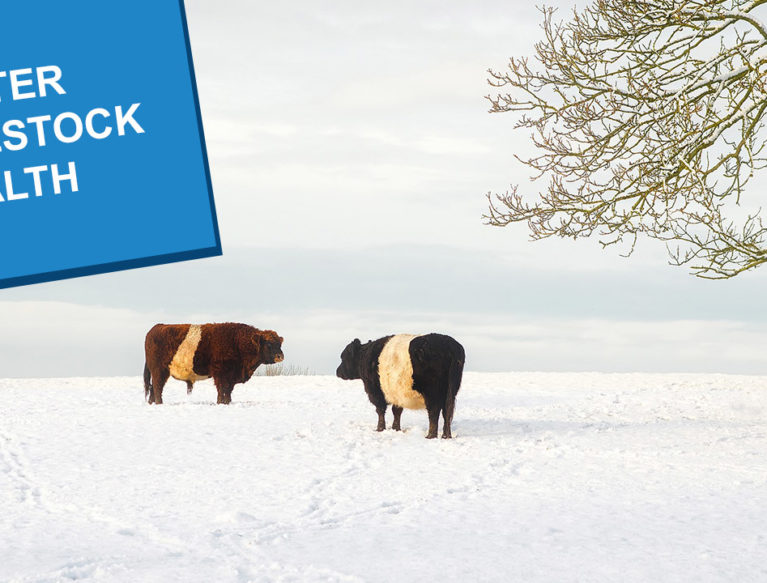 Two belted galloways in a snowy field