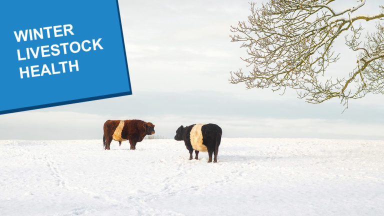 Two belted galloways in a snowy field