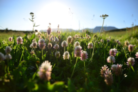 close up of white clover flowers with bright blue sky and mountains in the background