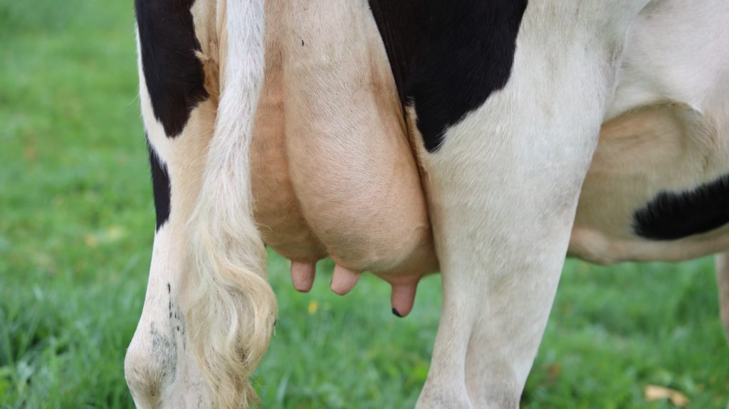 Dairy cow udder