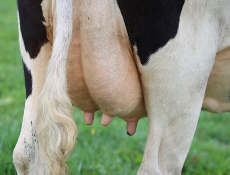 Dairy cow udder