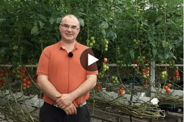 Jim Shanks stood in front of tomato vines