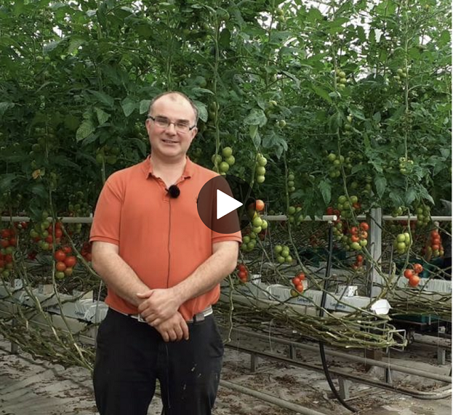 Jim Shanks stood in front of tomato vines