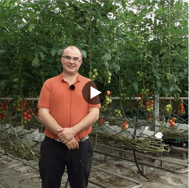 Jim Shanks stood in front of tomato vines