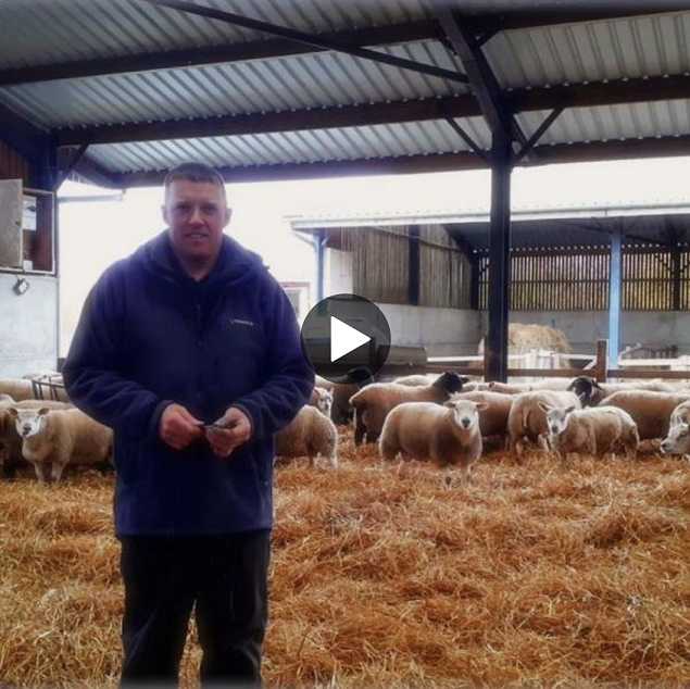 Neil Sandilands stood inside a shed with sheep and hay