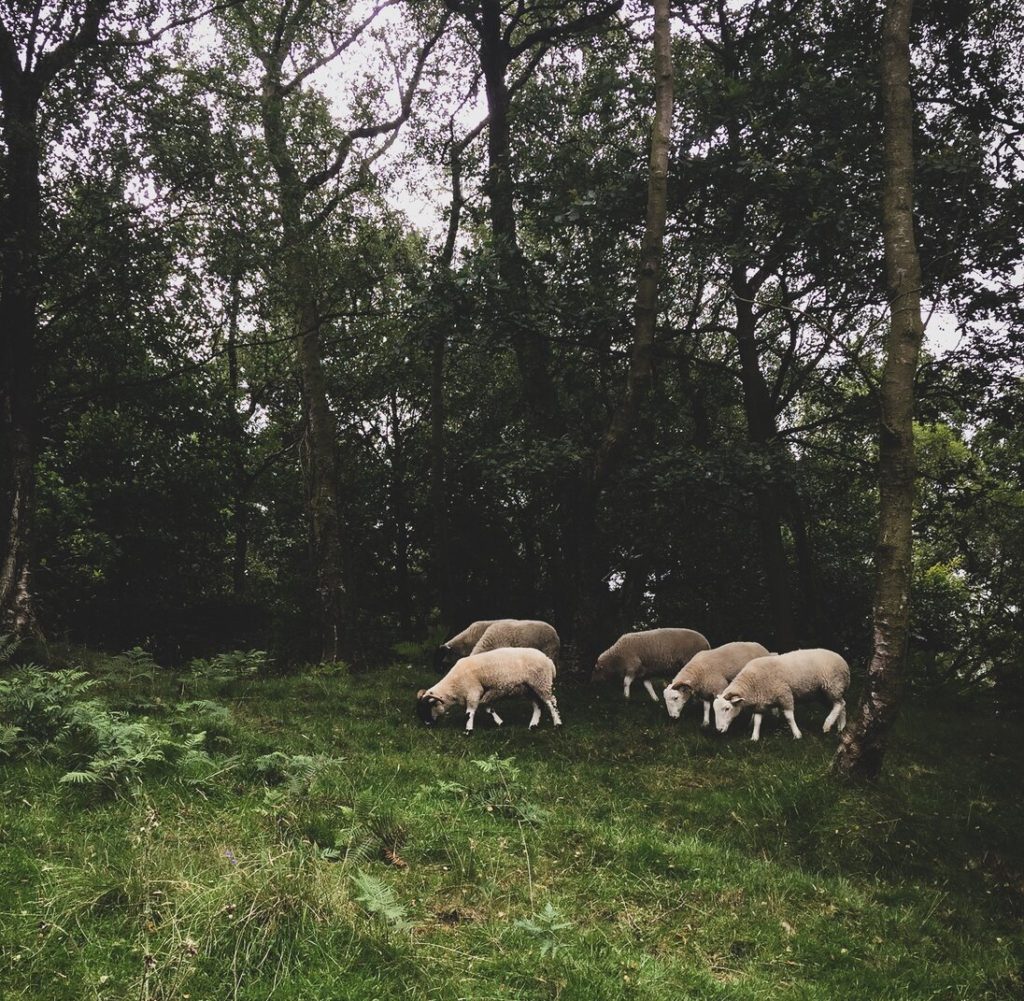 Herd of Sheep Next to Trees