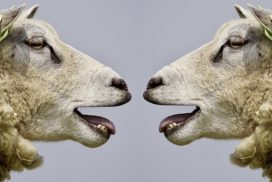 Two sheep facing each other with open mouths