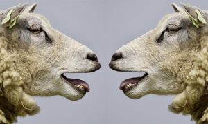 Two sheep facing each other with open mouths