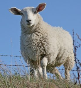 A ewe standing in front a barbed wire fence