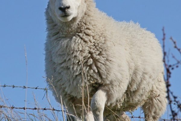 A ewe standing in front a barbed wire fence