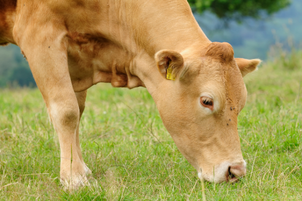 A dun coloured cow in close up view. The cow's fore leg is visible as it has it's head down grazing some short grass.