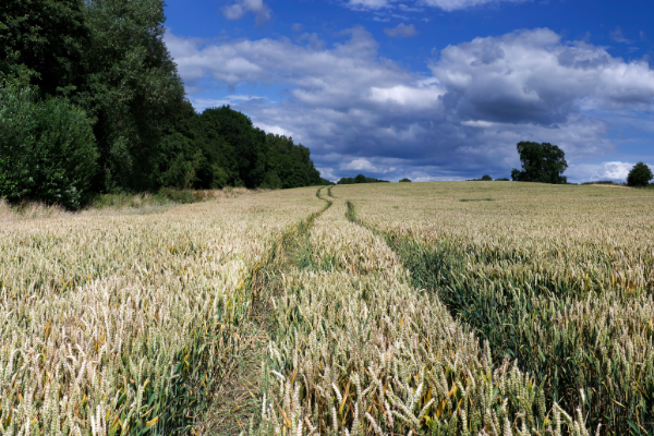 Crop of wheat that is just beginning to ripen. There are tramlines in the middle of the photo leading the eye from the foreground towards a bright blue sky on the horizon.