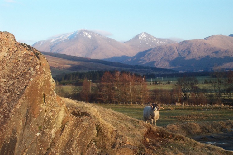 A blackface ram with curled horns standing on a rocky outcrop within a highland setting.