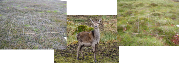 A collage of three photos - 2 of which are habitat impact assessment quatrats sitting either side of a photo of a deer, looking towards the camera.