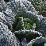 A growing cabbage covered in white frost.