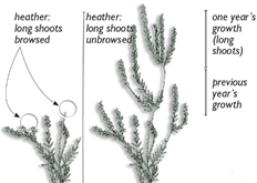 A line drawing infographic showing the height of heather when grazed, ungrazed and indicating the different parts of the plants in terms of the year of growth on shoots.