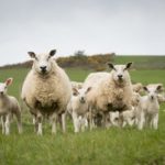 Aberfield Nucleus Ewes and Lambs