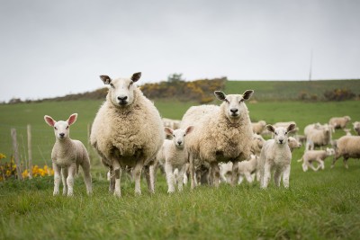Aberfield Nucleus Ewes and Lambs