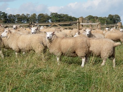 Aberfield ewes standing in a field