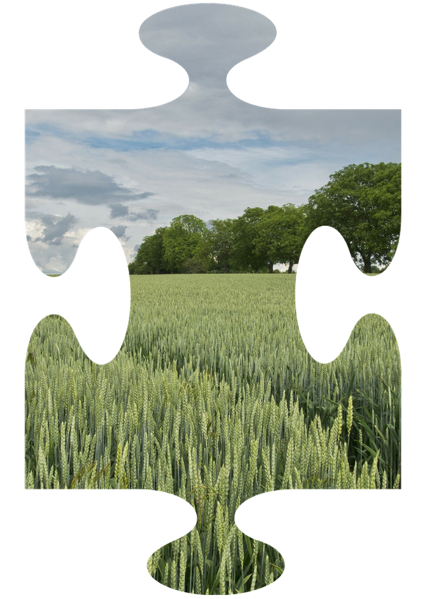 A jigswaw shaped photo of a wheat crop field. The wheat is in full ear but still green. The field is flanked by a row of mature trees and a tramline runs up through the middle of the photo.