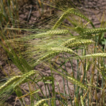 Barley growing in dry conditions - you can see the cracked earth through the plant stems