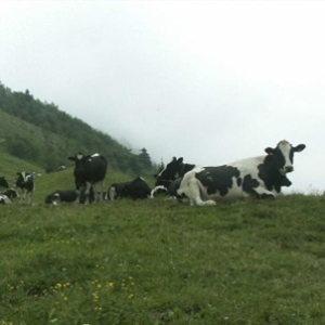 Black and white coloured cattle sitting in a green field with a hill in the background