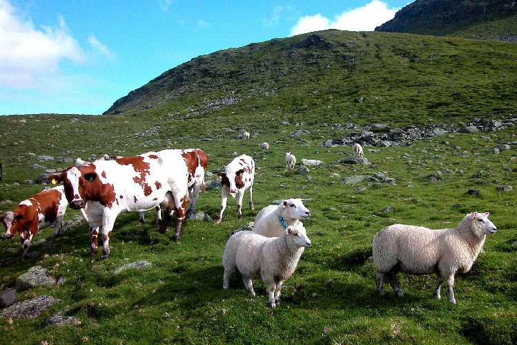 Cattle and sheep grazing on a rocky grassland hillside