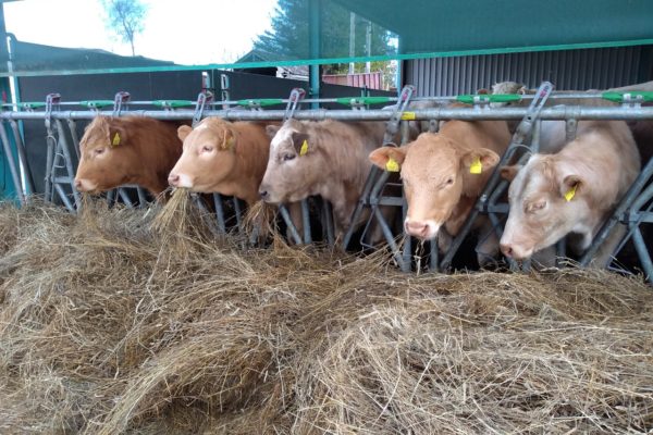 Cattle eating hay at feed barrier