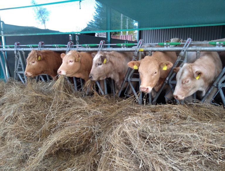 Cattle eating hay at feed barrier