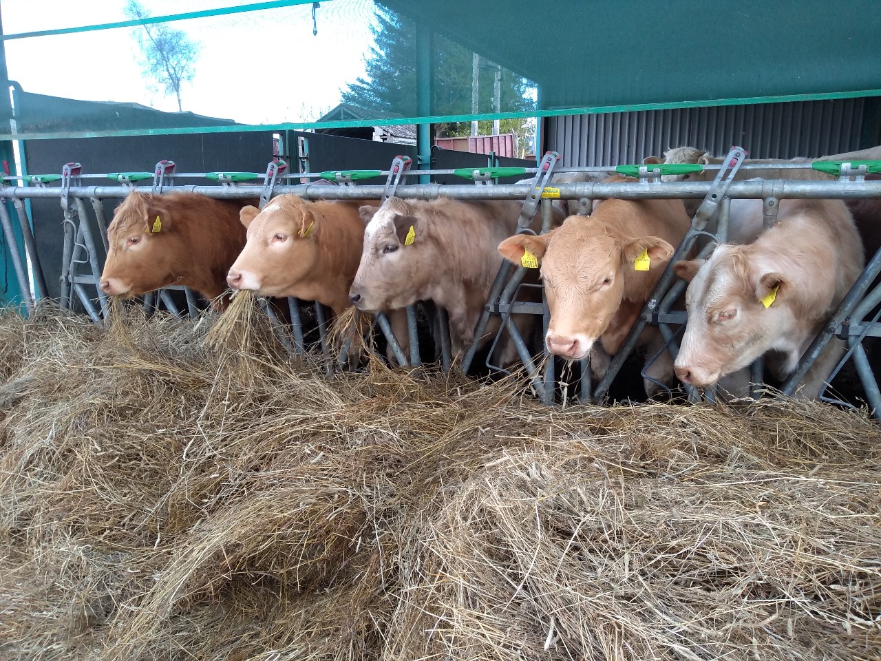Hay Instead of Silage? | Helping farmers in Scotland | Farm Advisory Service Hay Instead of Silage? | Helping farmers in Scotland | Farm Advisory Service