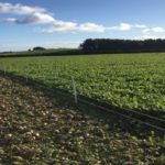 Crop field split by fence