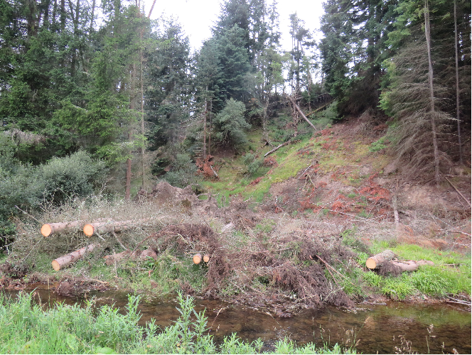 Felled trees with root wads