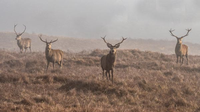 Four red deer stags in full antler of a minimum of 6 points, all standing together on a misty heather landscape.