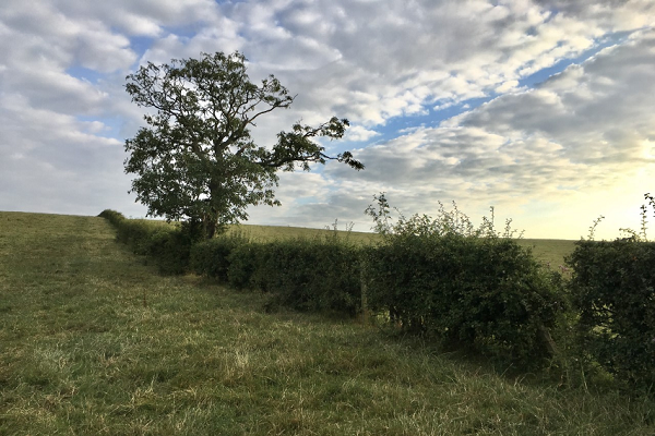 Woodland & Hedgerows