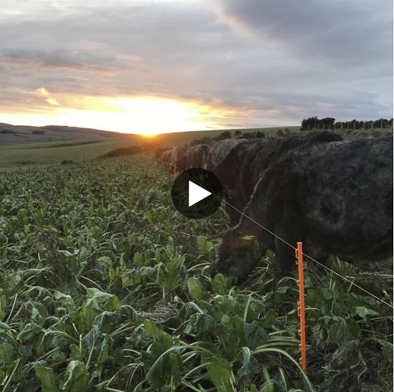 Cattle grazing on fodder beet