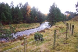 Riparian woodland - established pine trees planted on the bank of a river.