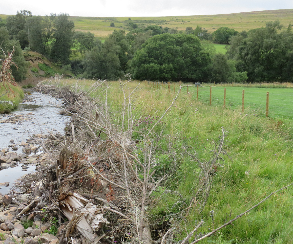 Riverbank restoration using small trees to line the river.