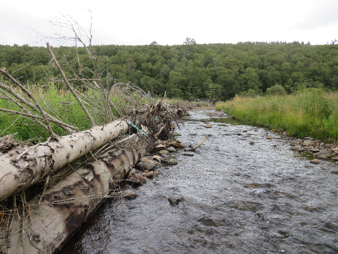 Riverbank restoration with logs and brash