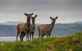 Three deer standing closely together, looking alert and at the camera on a hill. Behind them is a headland separated by a stretch of water behind the deer.