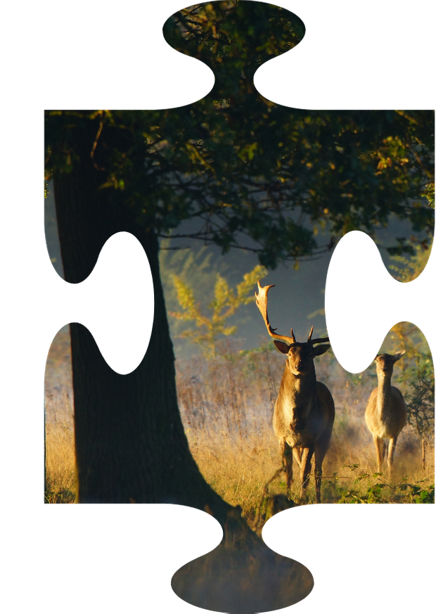 A stag and a doe looking towards the camera lens with a silhouette of a large tree in the foreground.