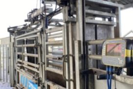 Scales for weighing cattle