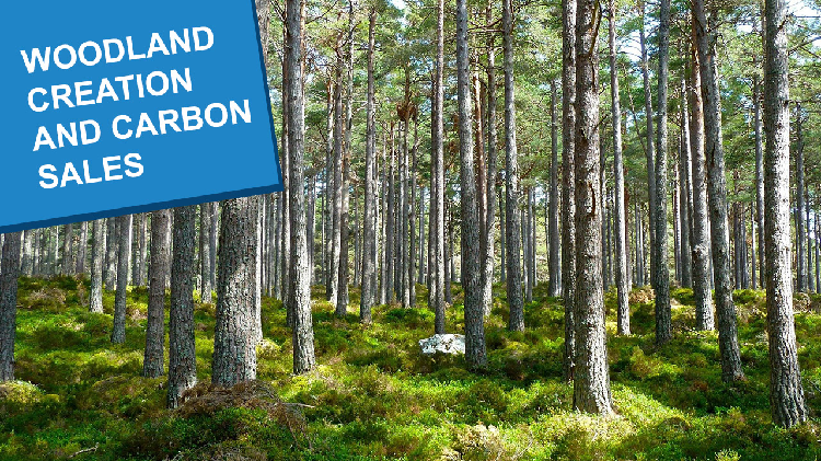 Woodland creation and carbon sales webinar cover photo of an established coniforous forest with rows of trees and woodland fauna.