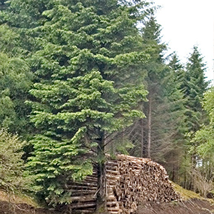 A woodland scene with a stack of cut logs sitting between some pine trees.